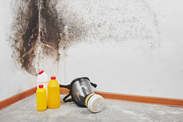 Best Commercial Mold Removal  in Crystal Springs, MS