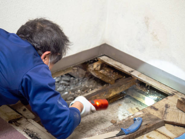 Best Mold Removal Company Near Me  in Crystal Springs, MS