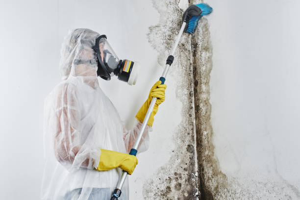 Attic Mold Removal in Crystal Springs, MS