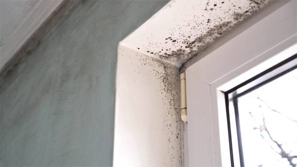 Best Attic Mold Removal  in Crystal Springs, MS