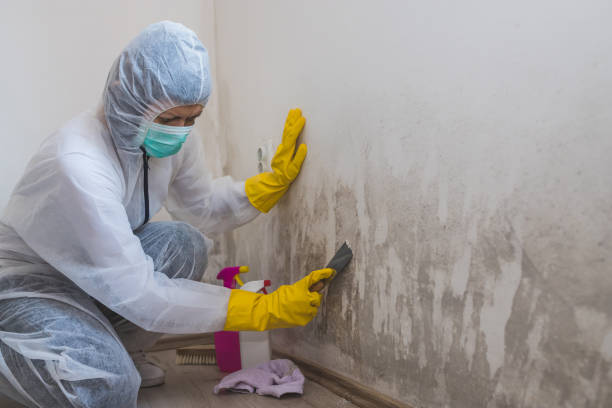 Best Mold Damage Repair  in Crystal Springs, MS