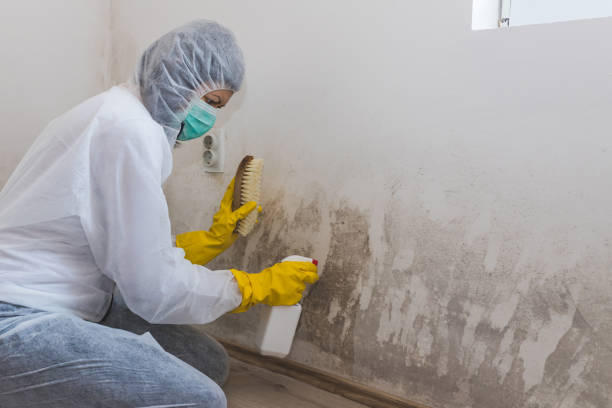 Best Office Mold Removal Services  in Crystal Springs, MS