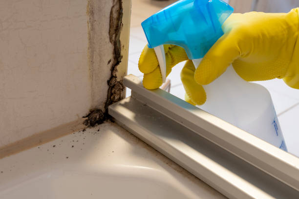 Best Mold Remediation  in Crystal Springs, MS