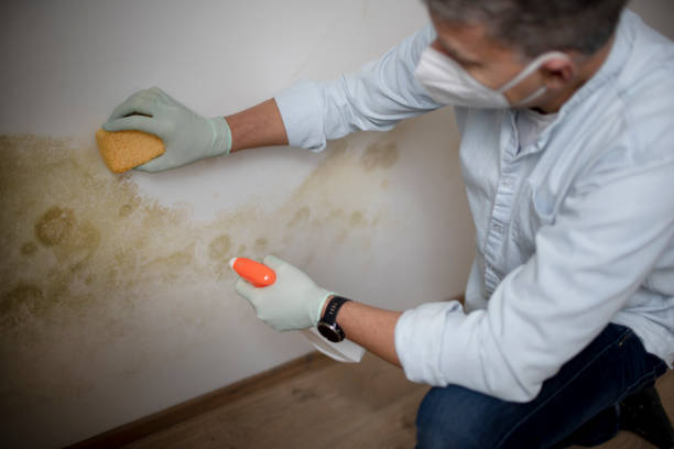 Best Toxic Mold Removal  in Crystal Springs, MS