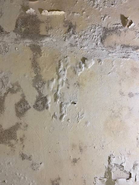 Best Toxic Mold Removal  in Crystal Springs, MS