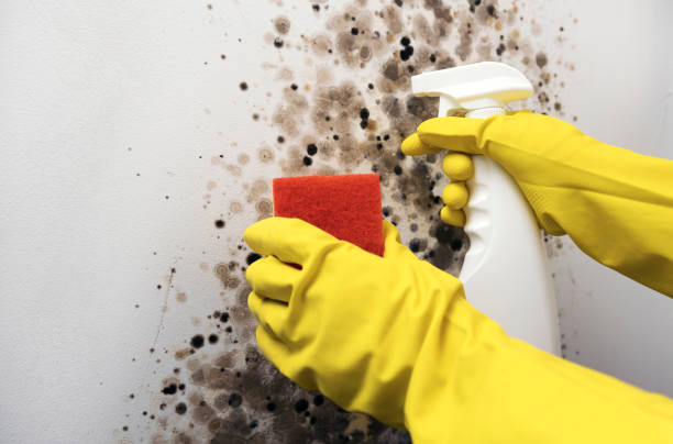 Best Certified Mold Removal  in Crystal Springs, MS