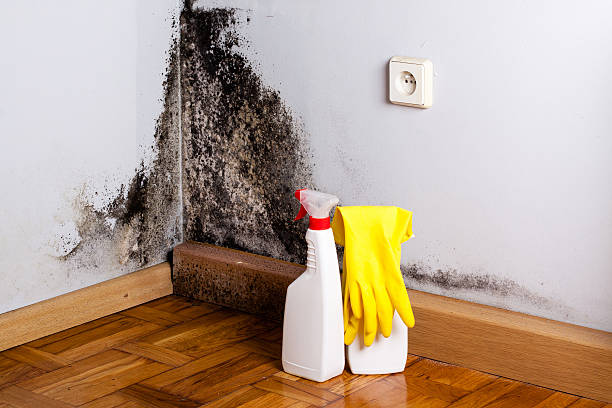 Best Professional Mold Removal  in Crystal Springs, MS