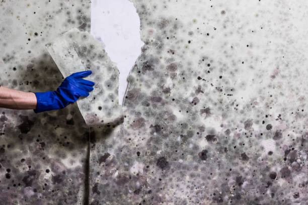 Home Mold Removal in Crystal Springs, MS